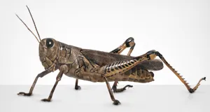Big pest