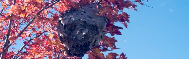 Home of Wasps on tree