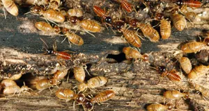 Group of Termites